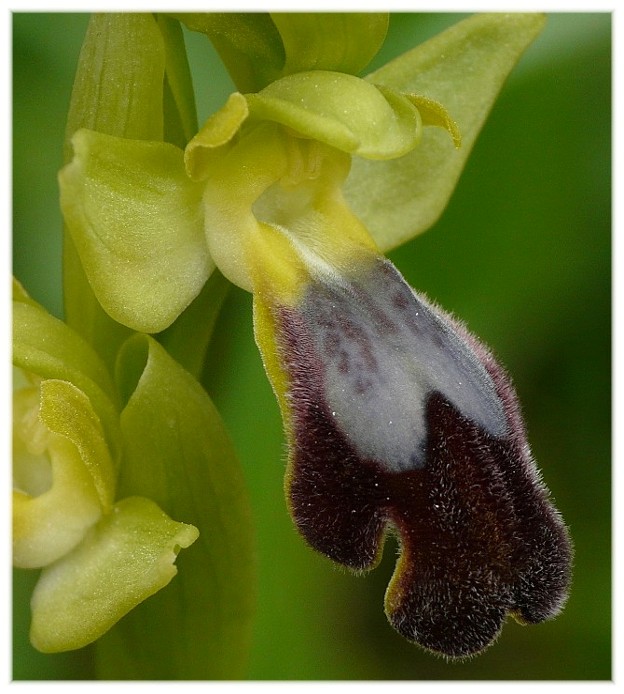 Orchis collina .......ed altro....